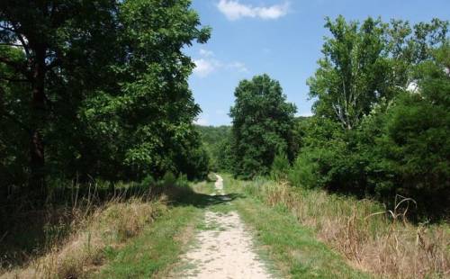 A dirt path surrounded by lush green trees and grass under a clear blue sky.