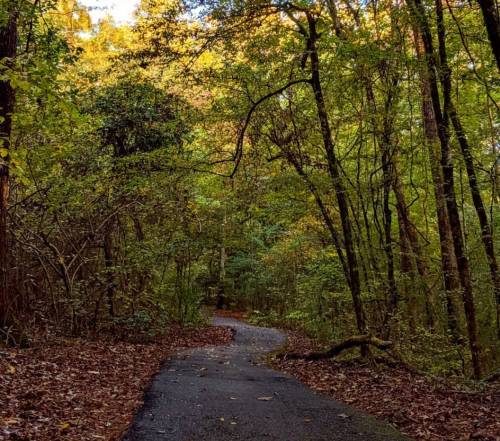 A winding path through a lush, green forest with autumn leaves scattered on the ground.