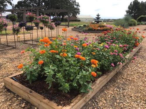 A vibrant flower bed with orange and pink blooms, surrounded by hanging plants and a fountain in a garden setting.