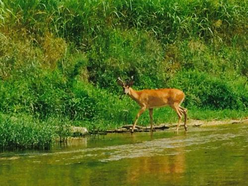 A deer walks along the edge of a river, surrounded by lush green grass and foliage.