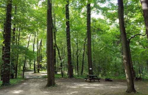 A serene forest scene with tall trees, a dirt path, and a picnic table surrounded by lush greenery.