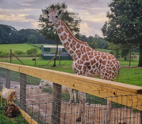 A tall giraffe stands near a wooden fence, with small animals grazing in a green field under a cloudy sky.