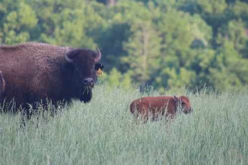 A bison and its calf grazing in a grassy field with trees in the background.