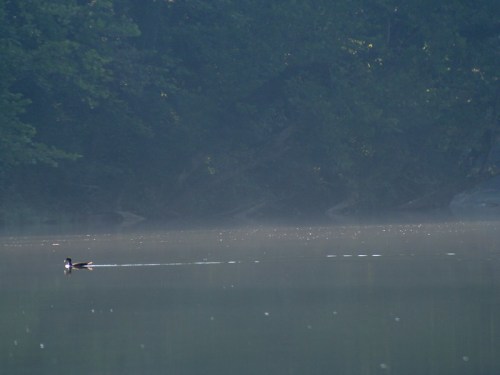 A lone duck swims across a misty, calm lake surrounded by trees.