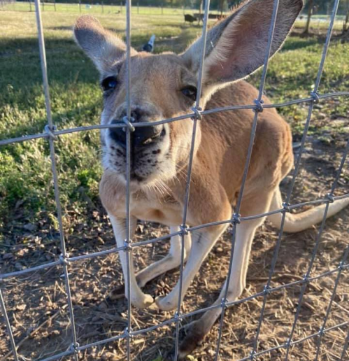 A close-up of a kangaroo looking through a wire fence in a grassy area.