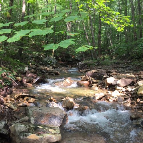 A serene forest scene featuring a flowing stream surrounded by rocks and lush green foliage.