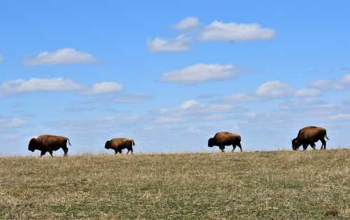 Four bison grazing on a grassy hill under a blue sky with fluffy clouds.