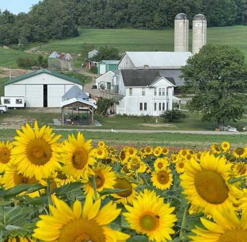 A vibrant field of sunflowers in the foreground, with a farm and silos in the background under a clear blue sky.