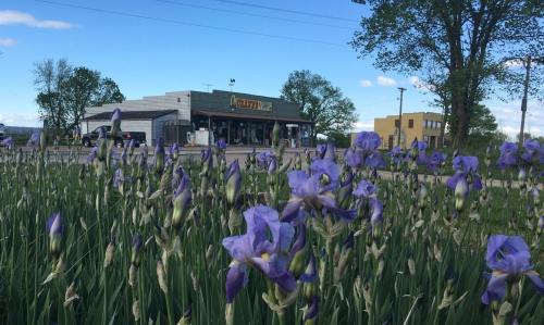 A field of purple irises in the foreground with a small store and trees in the background under a blue sky.