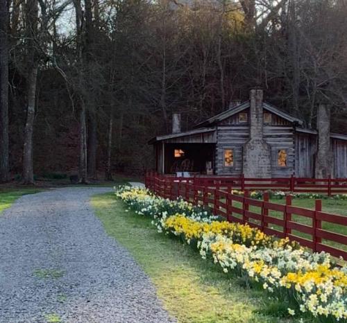 A rustic cabin surrounded by trees, with a gravel path and a vibrant flower bed of yellow daffodils in front.