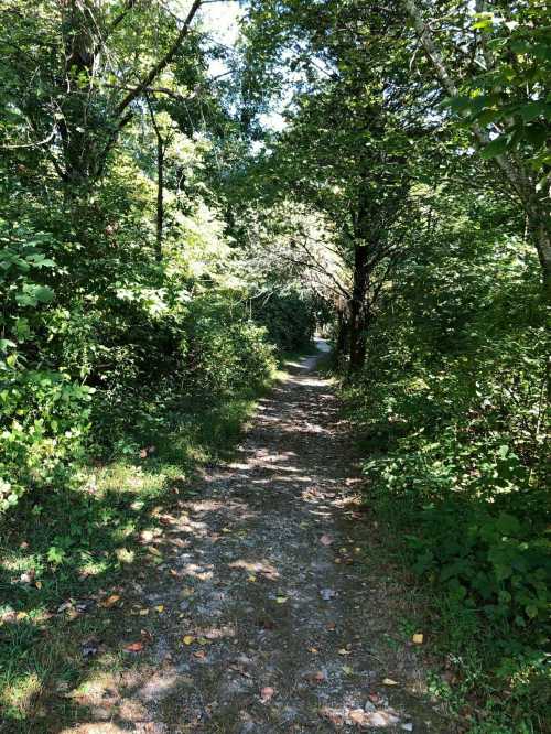 A narrow, sunlit trail winding through lush green trees and foliage.