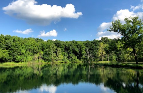 A serene lake surrounded by lush green trees under a bright blue sky with fluffy white clouds.