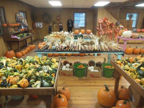 A cozy market display filled with various pumpkins, gourds, and decorative corn in a wooden interior.