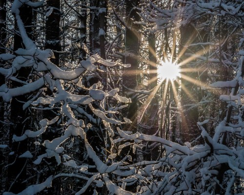 Sunlight filters through snow-covered trees, creating a sparkling effect in a serene winter forest.
