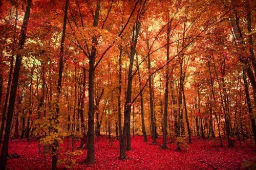 A vibrant autumn forest with trees displaying bright red and orange leaves, covering the ground in a colorful carpet.