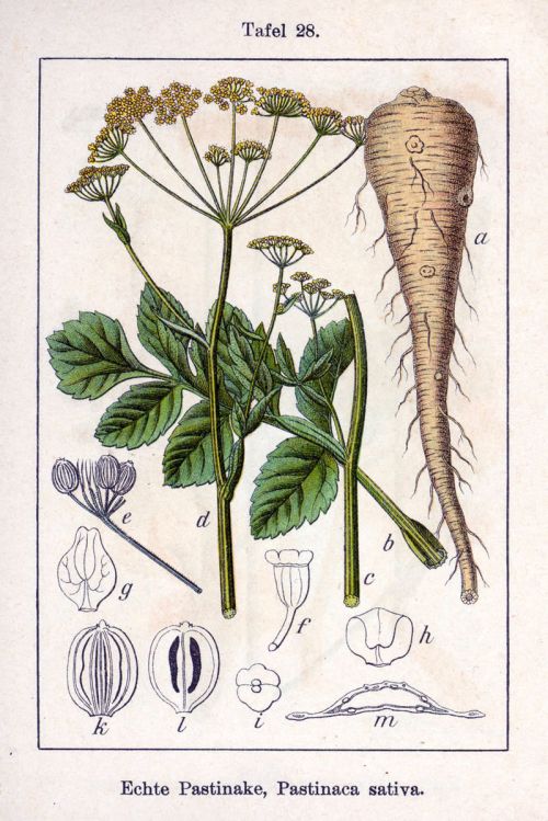 Illustration of the parsnip plant (Pastinaca sativa) showing its leaves, root, and various flower parts.
