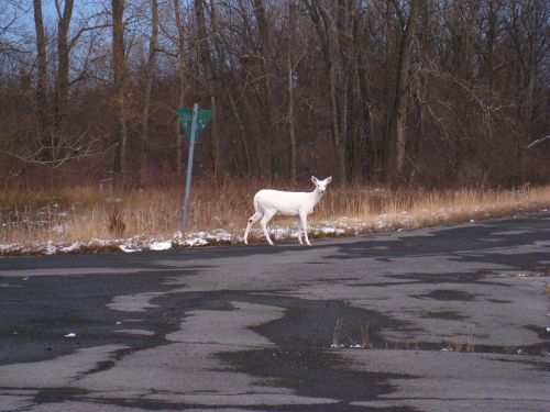 A white deer stands beside a road, with trees in the background and a green road sign partially visible.