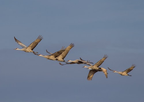 A flock of cranes flying in a V formation against a blue sky.
