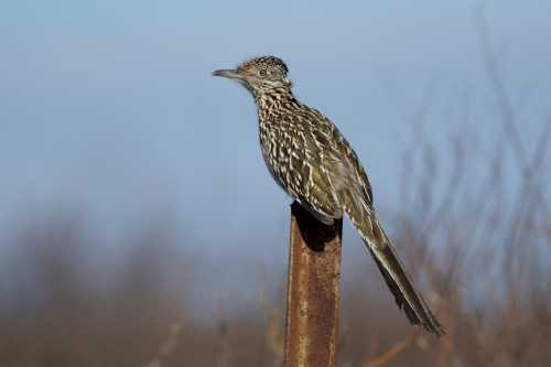 A speckled bird perched on a rusty pole against a blurred blue sky.