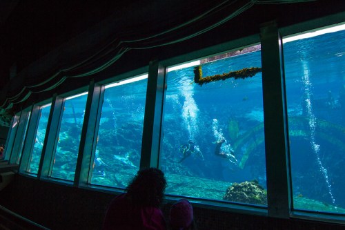 Two people observe divers underwater through large glass windows in an aquarium, surrounded by blue water and marine life.