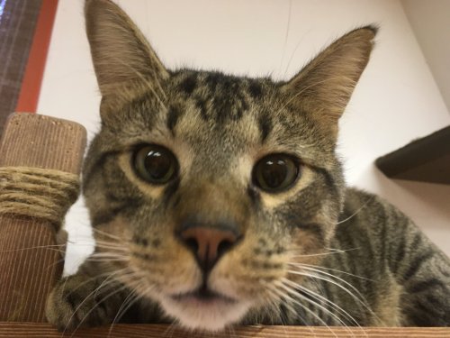 Close-up of a curious tabby cat with large eyes, peering directly at the camera from a wooden perch.