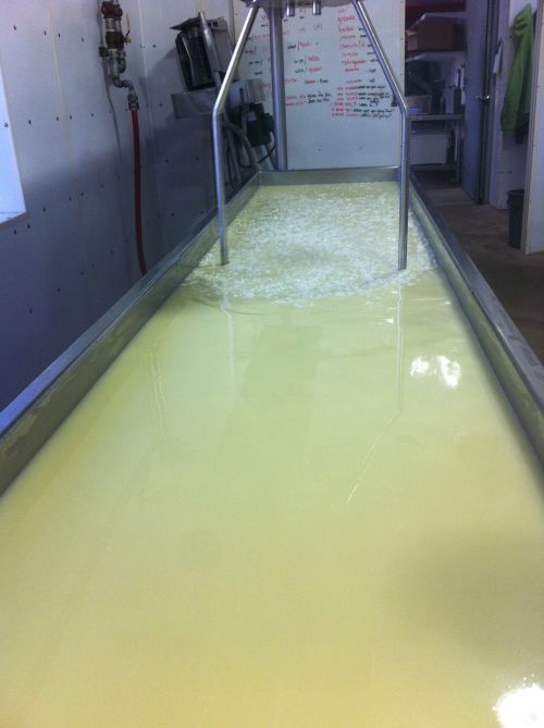 A large stainless steel tank filled with pale yellow liquid, likely in a dairy processing facility.