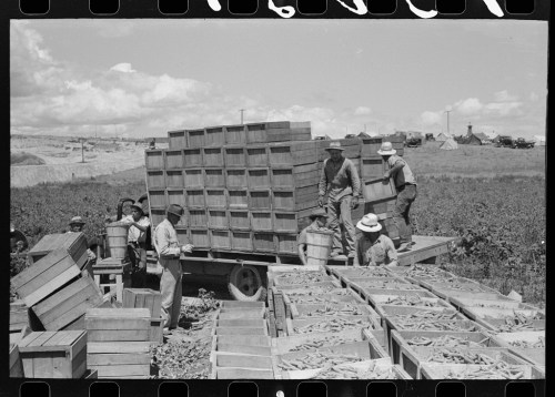 Workers loading wooden crates onto a truck in a field, with stacks of crates and a rural landscape in the background.
