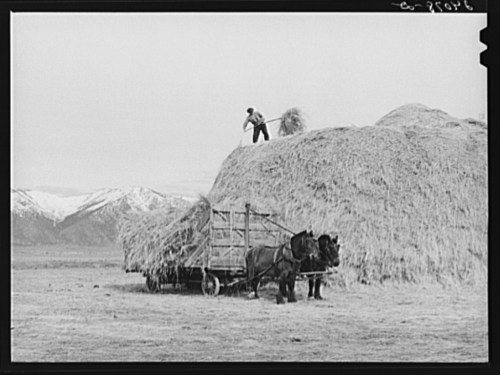 A man stacks hay on top of a large mound while two horses stand beside a hay wagon in a mountainous landscape.
