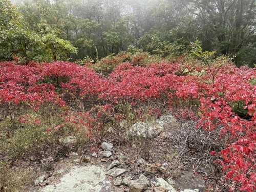 Vibrant red foliage amidst green trees in a misty forest setting.