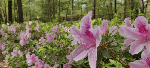 A vibrant display of pink azalea flowers in a lush green forest setting.