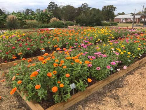A vibrant flower garden with colorful zinnias in orange, pink, and yellow, surrounded by greenery and a cloudy sky.