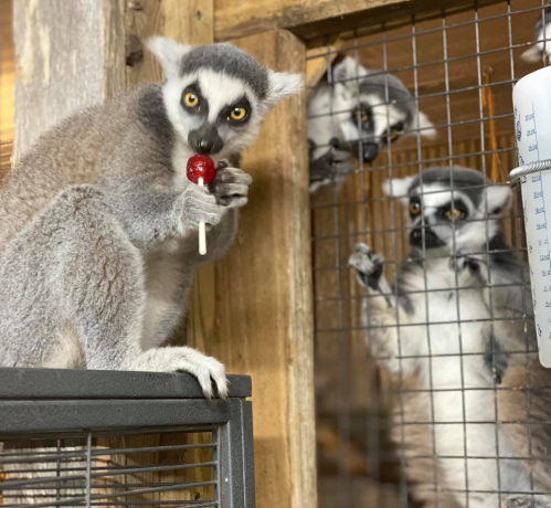 A lemur holds a lollipop while two others watch from behind a cage.