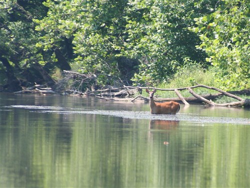 A deer wades through a calm river, surrounded by lush green trees and reflections on the water's surface.