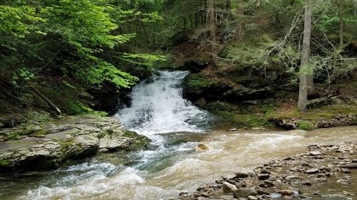 A serene forest scene featuring a small waterfall cascading over rocks into a flowing stream, surrounded by lush greenery.