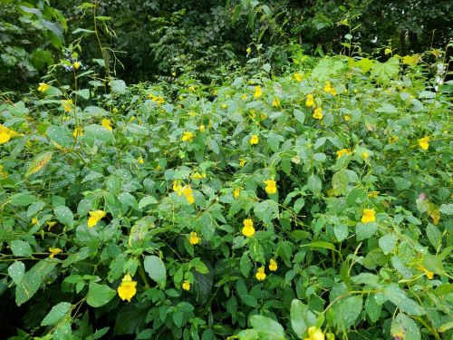 A lush green bush covered in small yellow flowers, with droplets of water on the leaves, set against a forest backdrop.