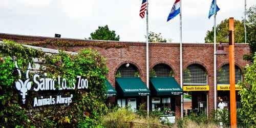 Entrance of the Saint Louis Zoo with flags and greenery, featuring signs for the South Entrance and visitor services.