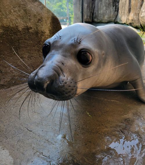 A close-up of a seal with large eyes and whiskers, resting on a rocky surface.