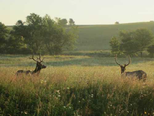 Two deer with antlers stand in a sunlit meadow, surrounded by tall grass and trees in the background.