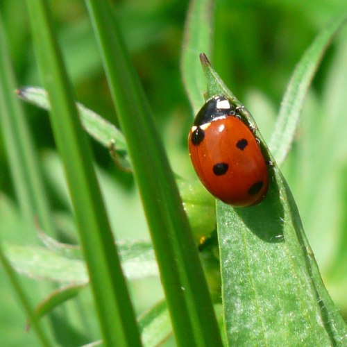A close-up of a ladybug with red and black spots resting on a green leaf among grass.