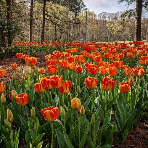 A vibrant field of orange and yellow tulips surrounded by trees under a clear sky.