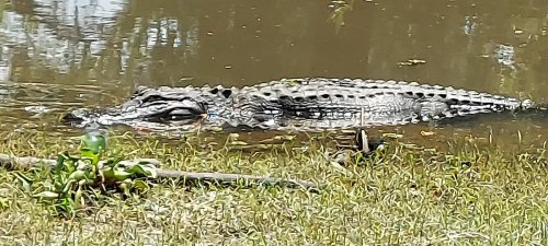 A crocodile partially submerged in water, with grass and plants visible along the bank.