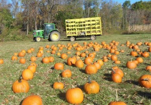 A green tractor with a yellow trailer parked in a pumpkin field filled with numerous orange pumpkins.