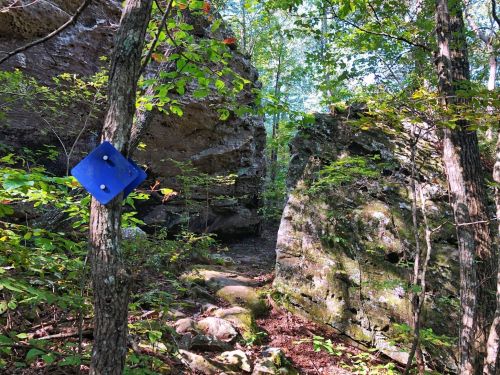 A blue marker on a tree in a wooded area with rocky formations and lush green foliage surrounding the path.