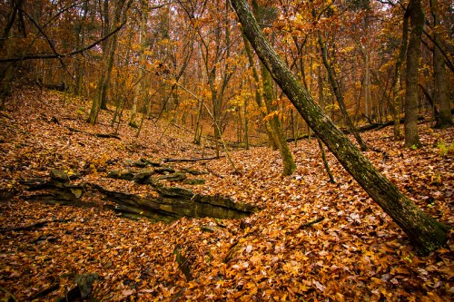A serene forest scene in autumn, with colorful leaves covering the ground and trees in warm hues.