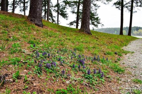 A grassy area with purple flowers and pine trees along a path by a lake on a cloudy day.