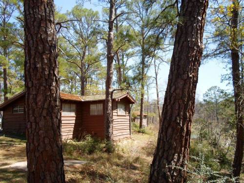 A rustic cabin nestled among tall pine trees in a wooded area, with sunlight filtering through the branches.
