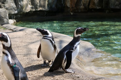 Three penguins stand on a sandy shore near a clear blue pool, with rocky terrain in the background.
