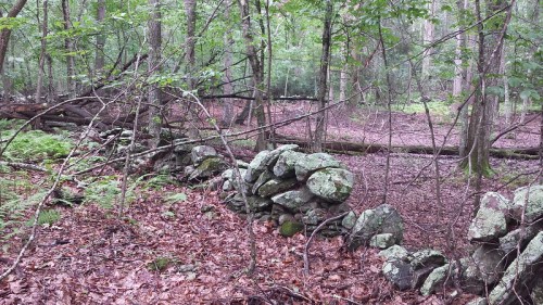 A stone wall partially covered by leaves and surrounded by trees in a dense forest.