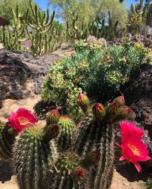 A vibrant cactus garden featuring blooming pink flowers among green plants and rocky terrain under a clear blue sky.