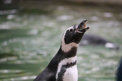 A penguin with a fish in its beak, standing near water, with a blurred background.